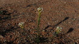 Sivun Hebenstretia parviflora E. Mey. kuva