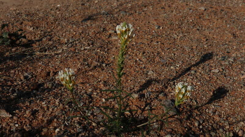 Sivun Hebenstretia parviflora E. Mey. kuva