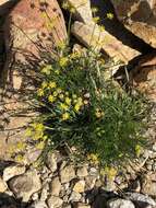 Lomatium torreyi (Coult. & Rose) Coult. & Rose的圖片