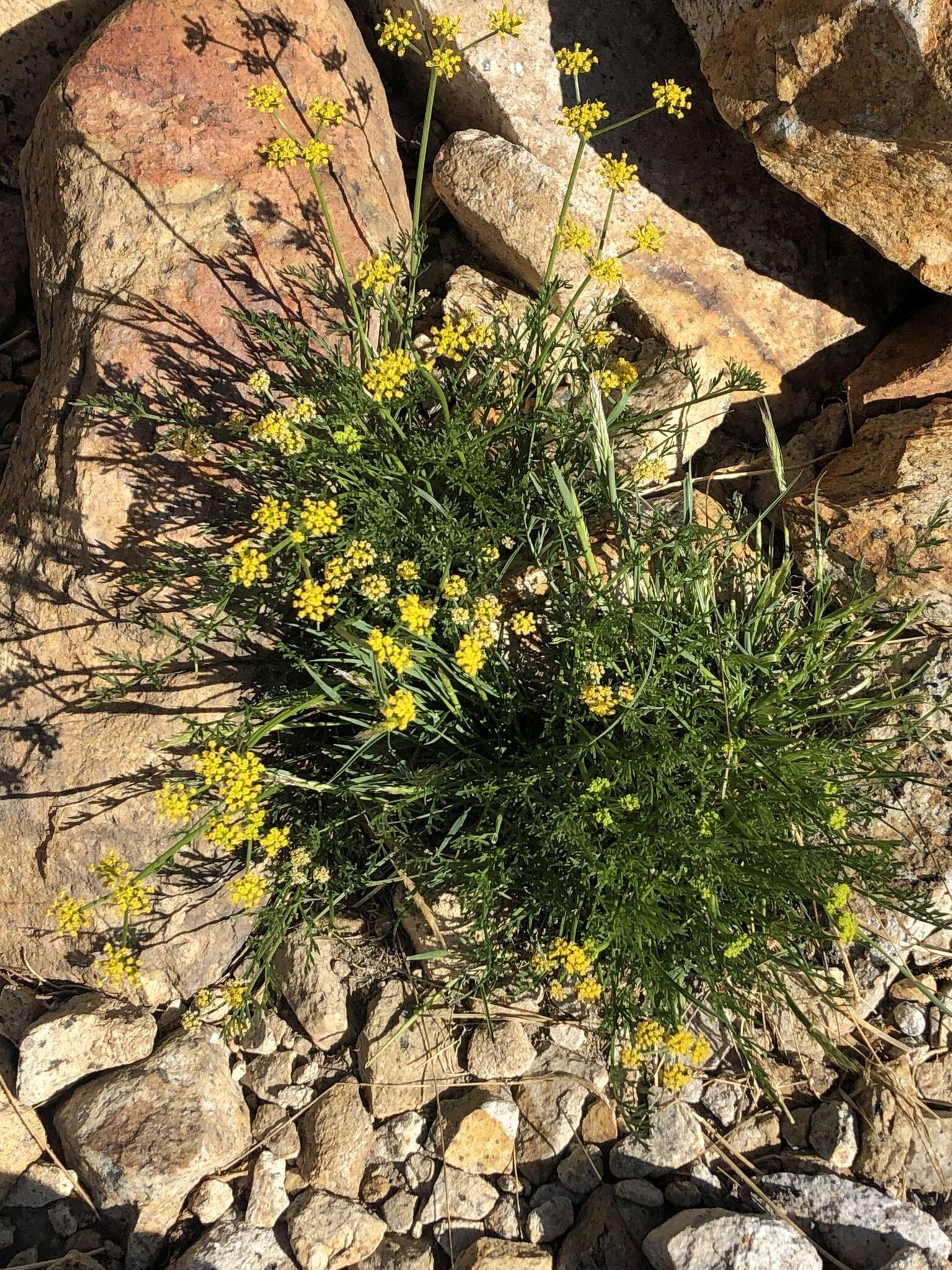 Imagem de Lomatium torreyi (Coult. & Rose) Coult. & Rose