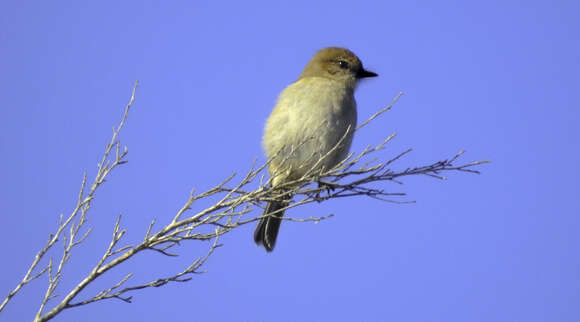 Image of Melanodryas Gould 1865