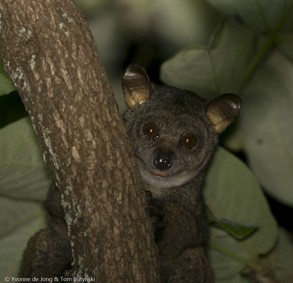 Image of Garnett's Greater Galago