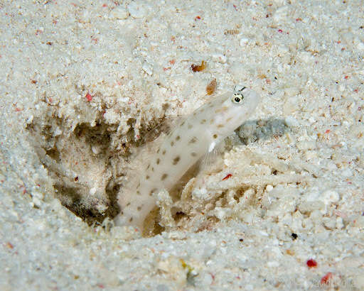 Image of Fierce shrimpgoby