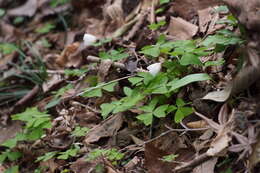 Sivun Oxalis griffithii Edgew. & Hook. fil. kuva