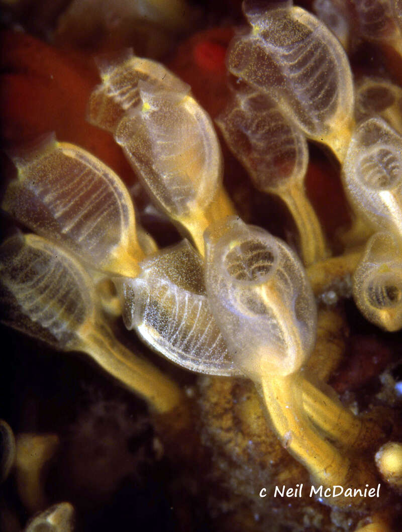 Image of Pycnoclavella stanleyi Berrill & Abbott 1949