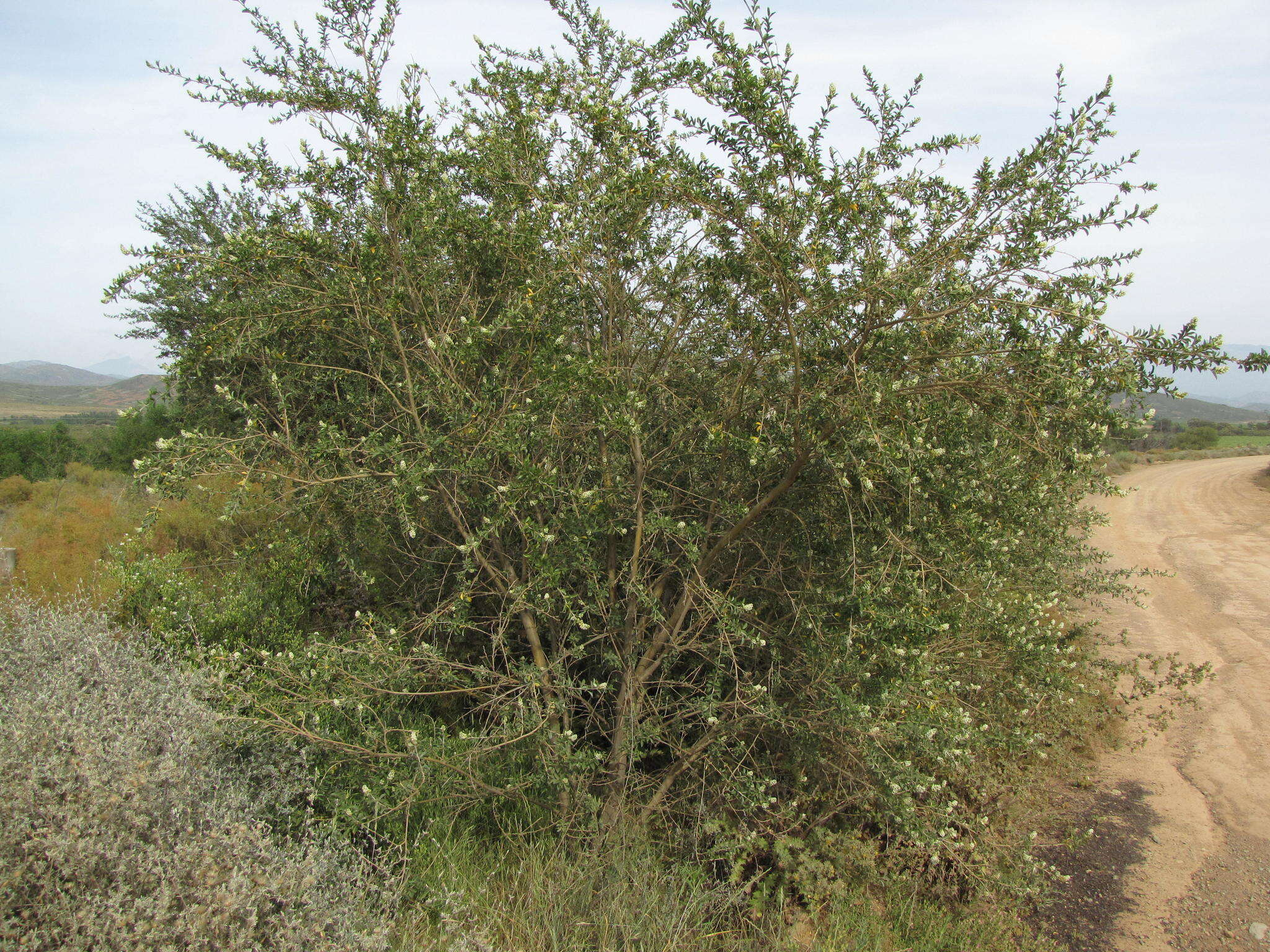 Image of Otholobium striatum (Thunb.) C. H. Stirt.