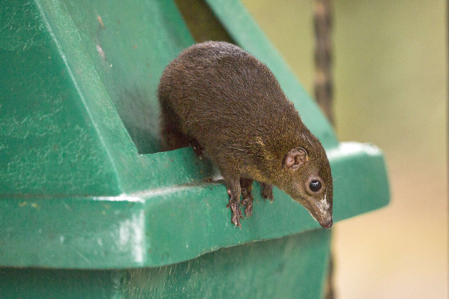 Image of Mountain Tree Shrew