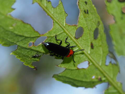 Слика од <i>Tetraphala collaris</i>