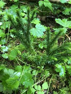 Image of western clubmoss