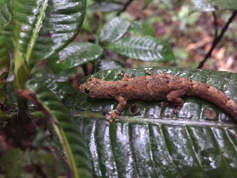 Image of Gunther's Dwarf Gecko