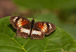 Image of Junonia sophia Fabricius 1793