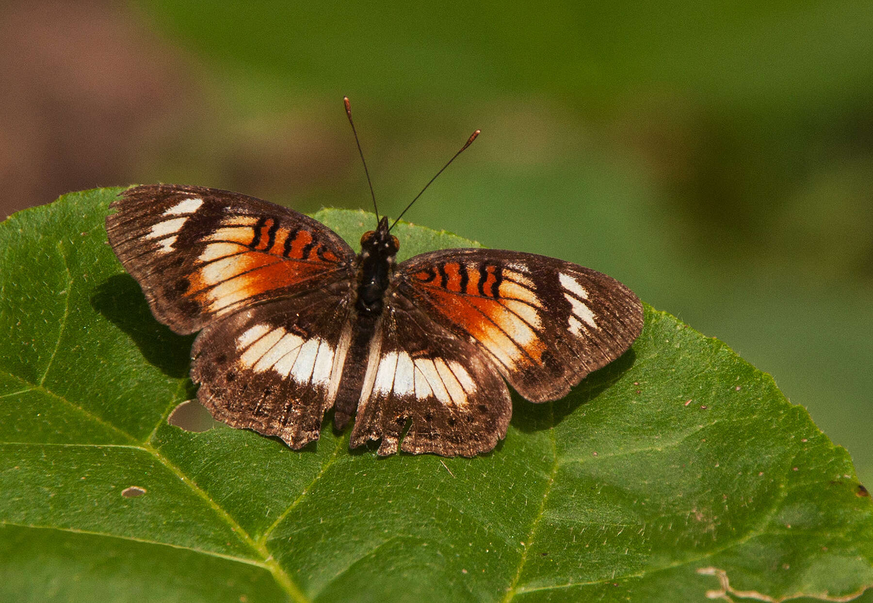 Image of Junonia sophia Fabricius 1793