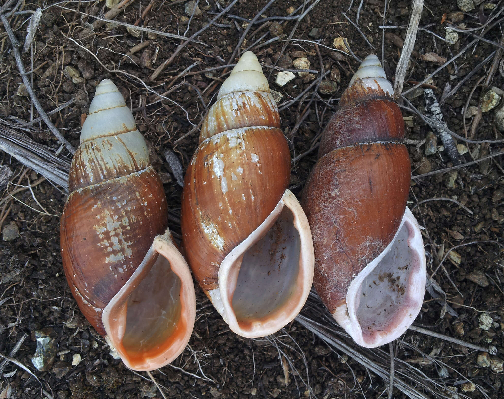 Image of Maoristylus ambagiosus (Suter 1907)