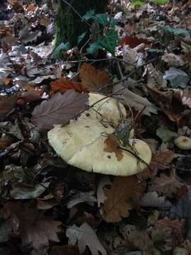 Image of Tricholoma acerbum (Bull.) Quél. 1872