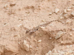 Image of Baiuch Rock Gecko