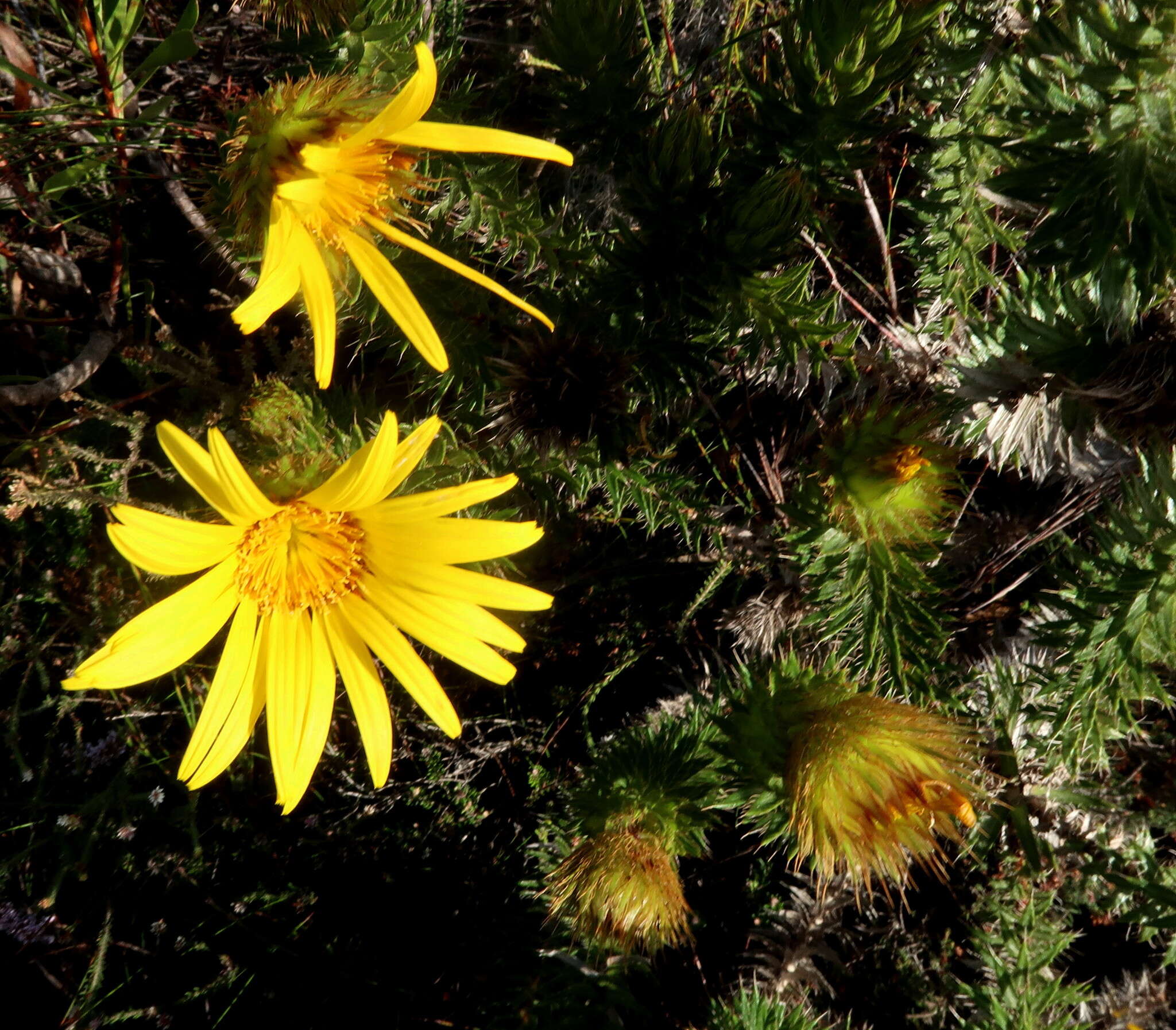 Image of Cullumia carlinoides DC.