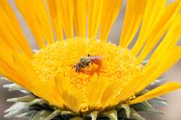 Image of Andrena balsamorhizae La Berge 1967