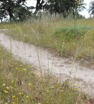 Image of Stipa lagascae Roem. & Schult.