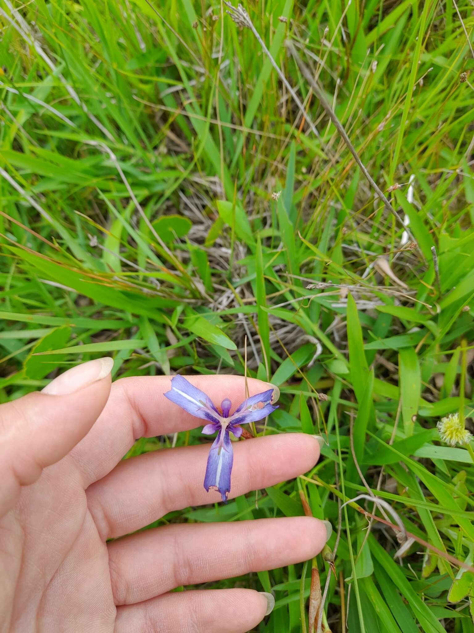 Image of Herbertia pulchella Sweet