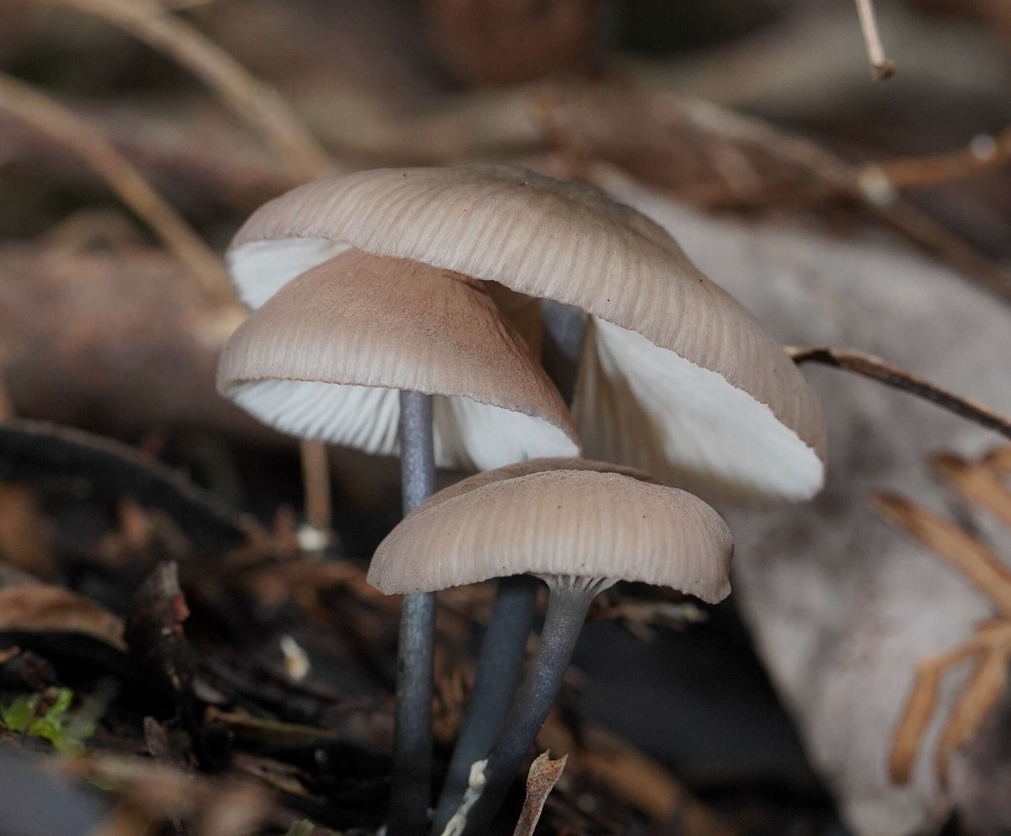 Image of Entoloma albidocoeruleum G. M. Gates & Noordel. 2007