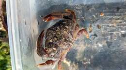 Image of ninetooth pebble crab