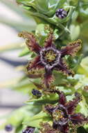 Image of Ferraria foliosa G. J. Lewis