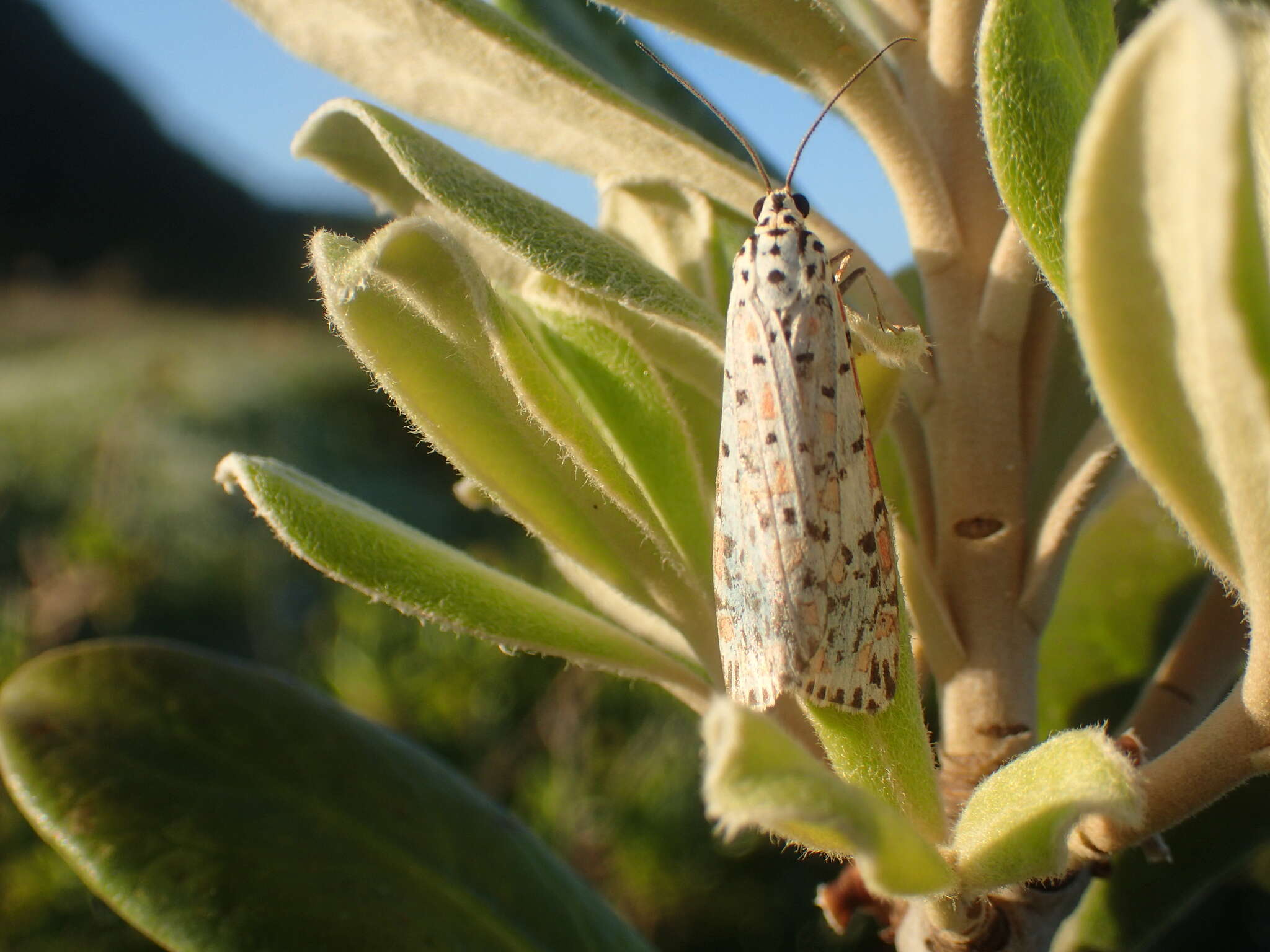 Plancia ëd Utetheisa pulchelloides Hampson 1907