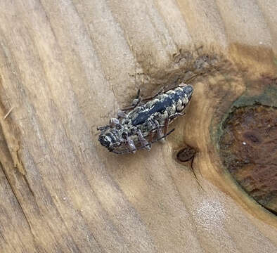 Image of Small Cedar Borer