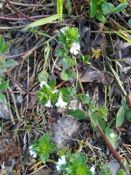 Imagem de Euphrasia wettsteinii G. L. Gusarova