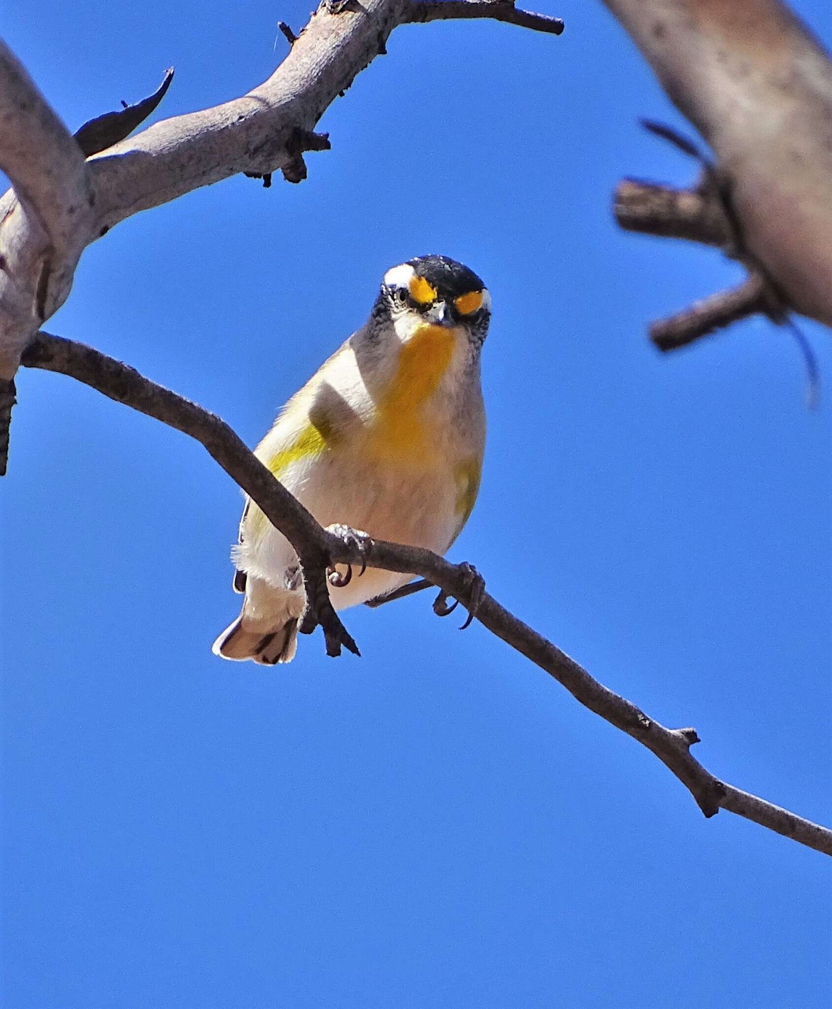 Image of Pardalotus striatus substriatus Mathews 1912