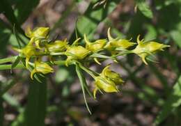 Image of Mt. Graham Spurred-Gentian