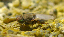 Image of Shore fly