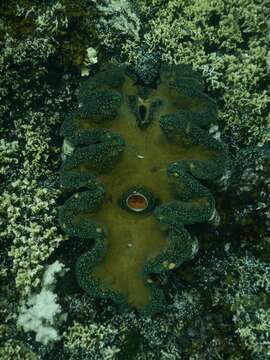 Image of Giant Clam