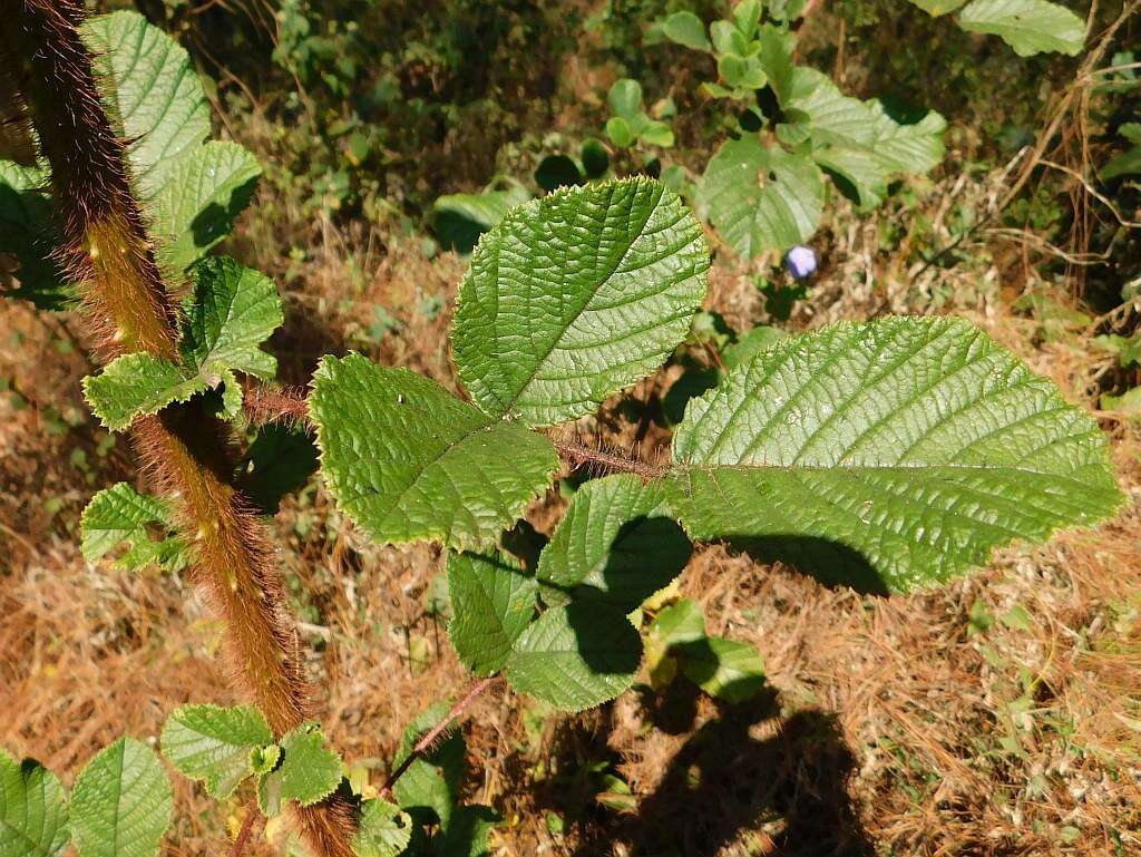 Sivun Rubus ellipticus Smith kuva