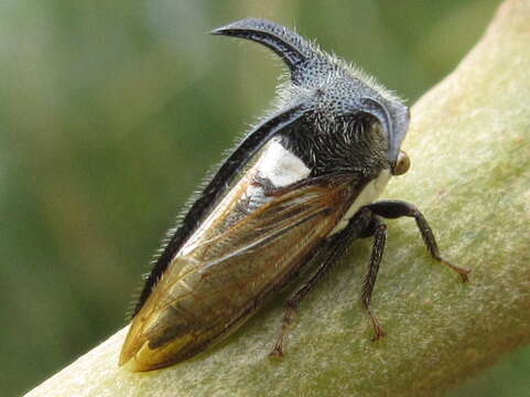 Image of Leptocentrus taurus Fabricius