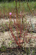 Drosera filiformis var. floridana的圖片