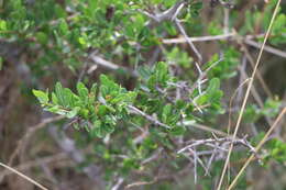 Image of Schinus engleri F. A. Barkley