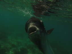 Image of Bumphead sunfish