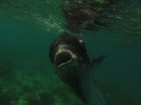 Image of Bumphead sunfish