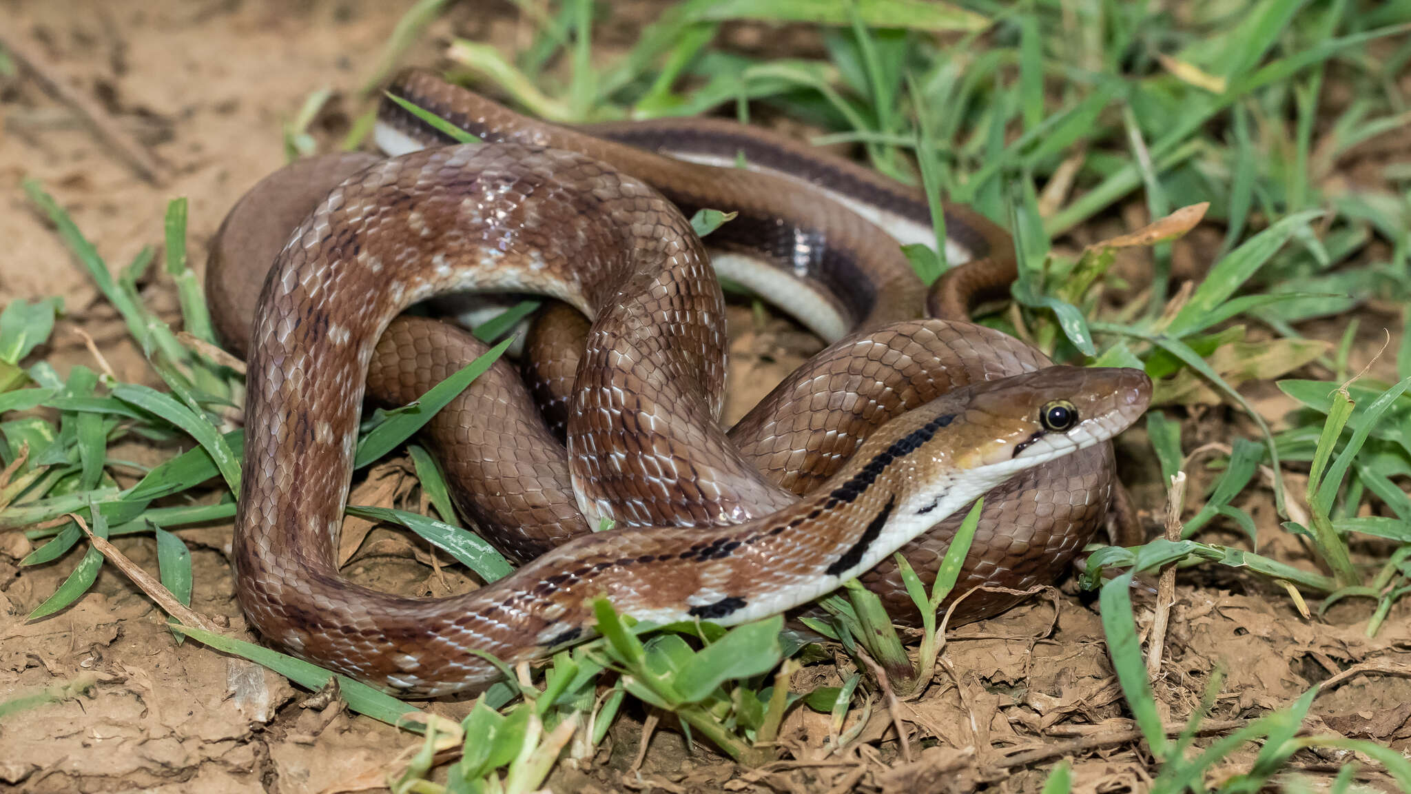 Image of Coelognathus helena helena (Daudin 1803)