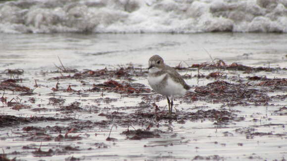 Слика од Charadrius falklandicus Latham 1790