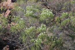 Cassinia laevis R. Br. resmi