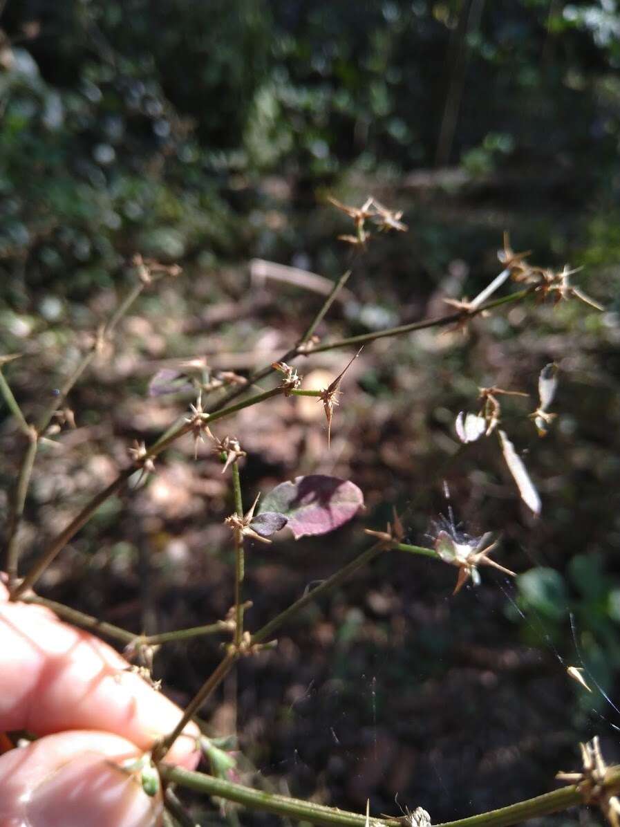 Image de Nyssanthes diffusa R. Br.