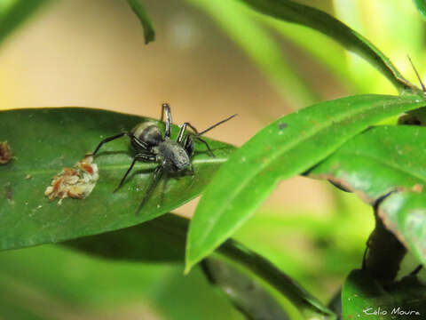 Image of Myrmecotypus niger Chickering 1937