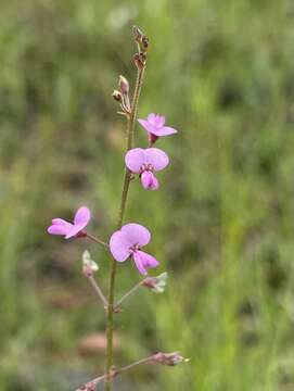 Imagem de Desmodium tenuifolium Torr. & A. Gray