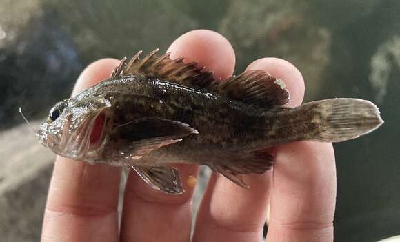 Image of Grass rockfish