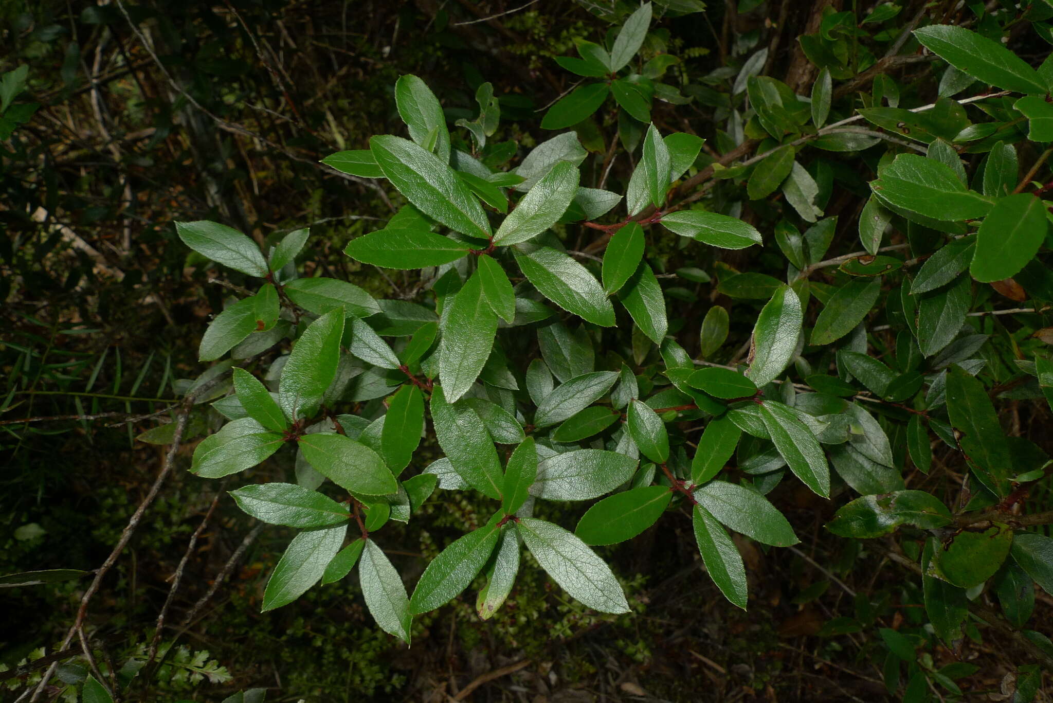 Image of Gaultheria paniculata B, L. Burtt & A. W. Hill