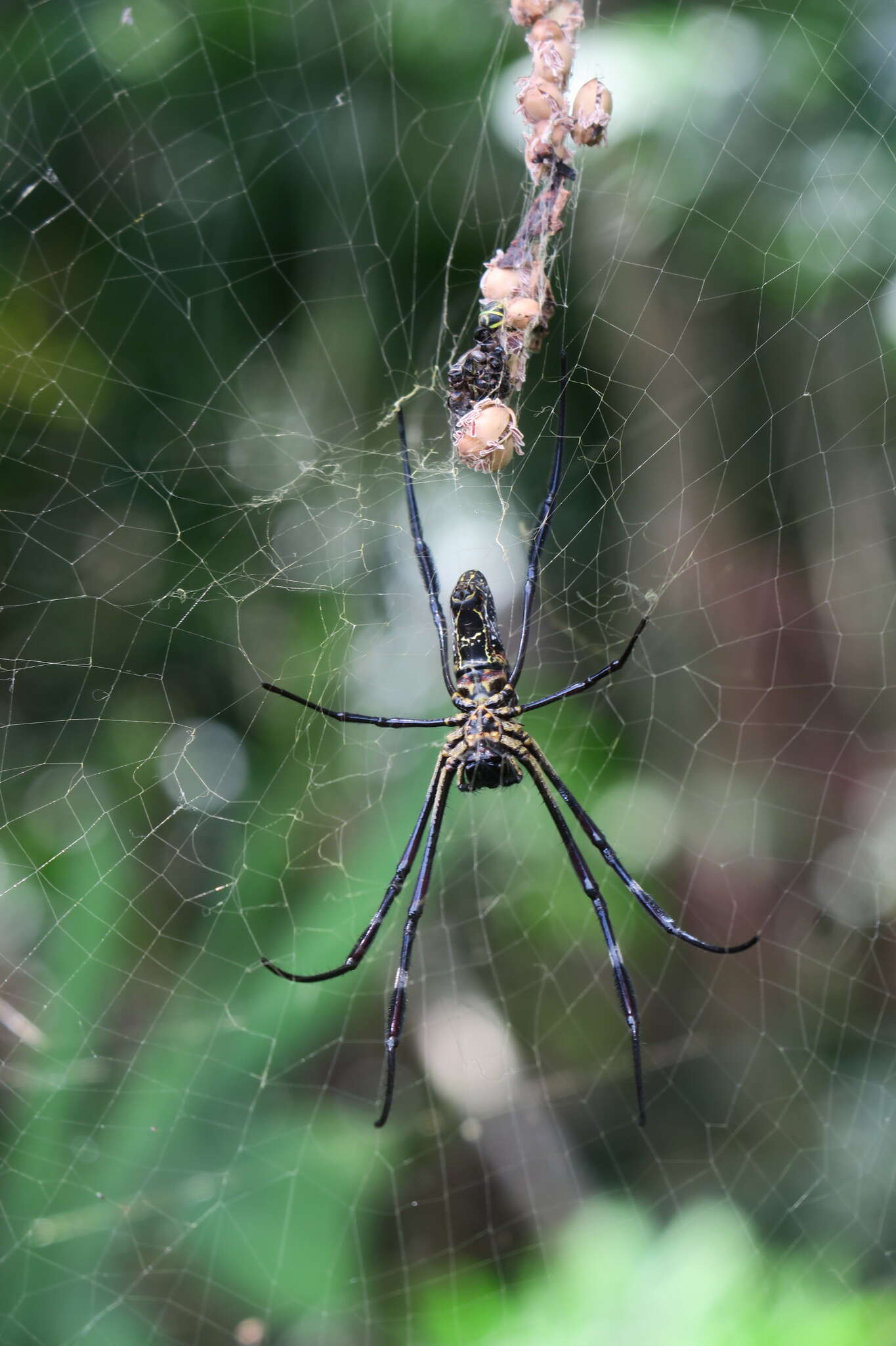 صورة Trichonephila antipodiana (Walckenaer 1841)