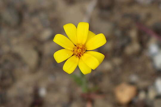 Image of Lyon's pygmydaisy