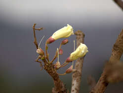 Image of Stereospermum chelonoides (L. fil.) DC.